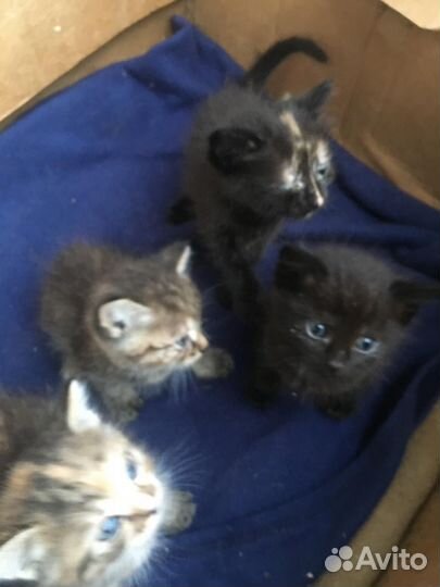 Мускусные утята