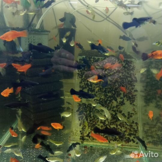 Продам аквариумных рыбок опт и розница