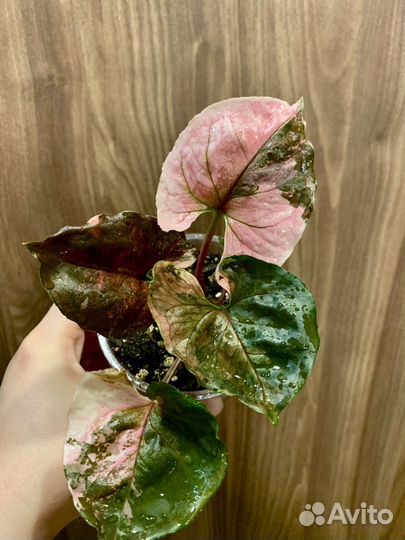 Сингониум клубничный лед galaxy