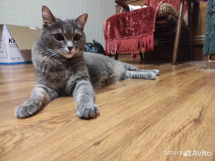 Отдам кота в добрые руки