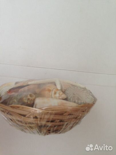 Набор ракушек