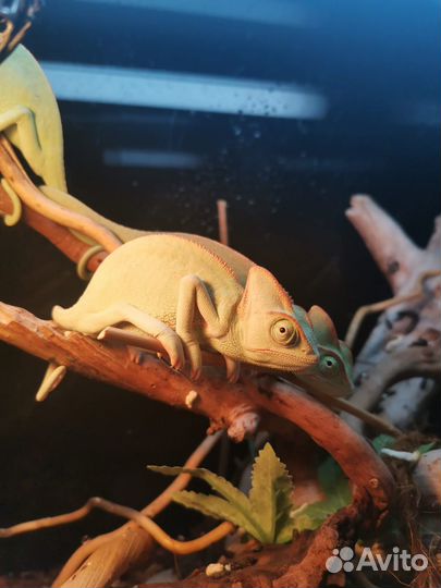 Йеменский хамелеон