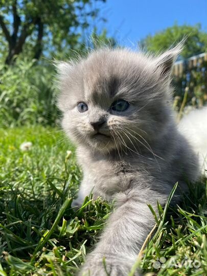 Шотландский котенок