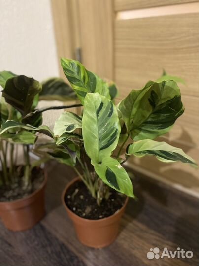 Калатея еллоу fusion