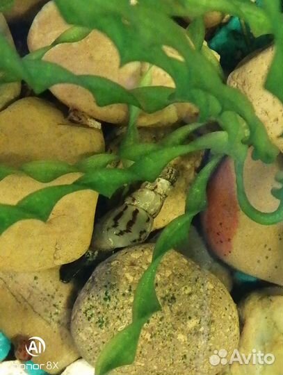 Аквариумные растения