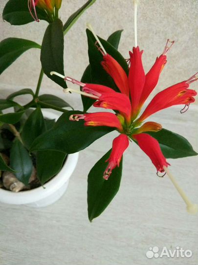 Эсхинантус. Цветок Жар-птица