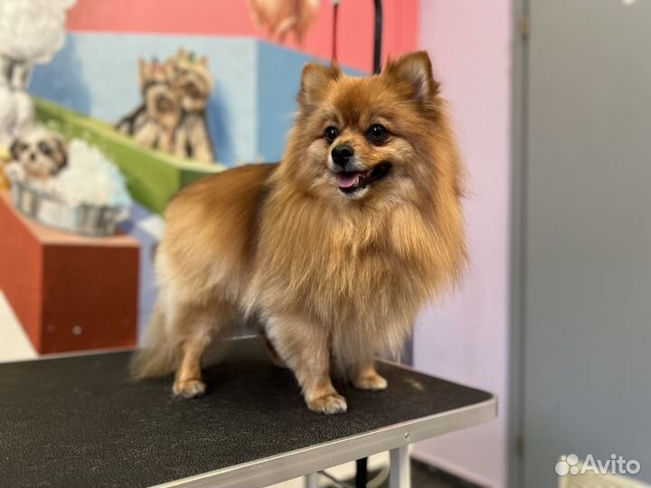 Помощник грумера