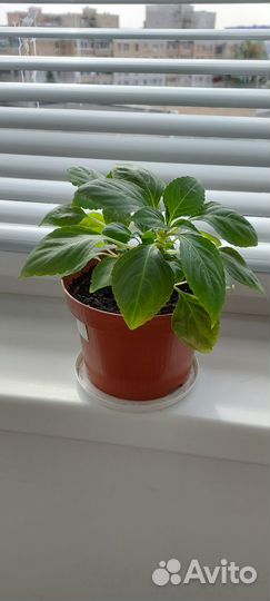 Комнатные растения цветы