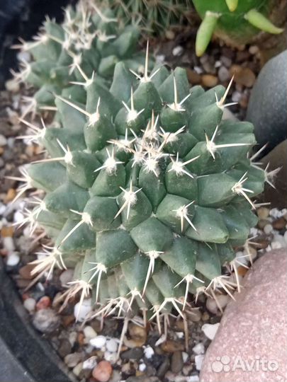 Кактусы и суккуленты