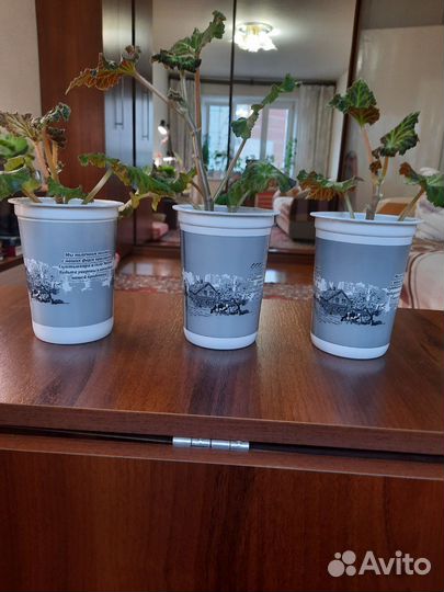 Бегония белая, желтая и красная