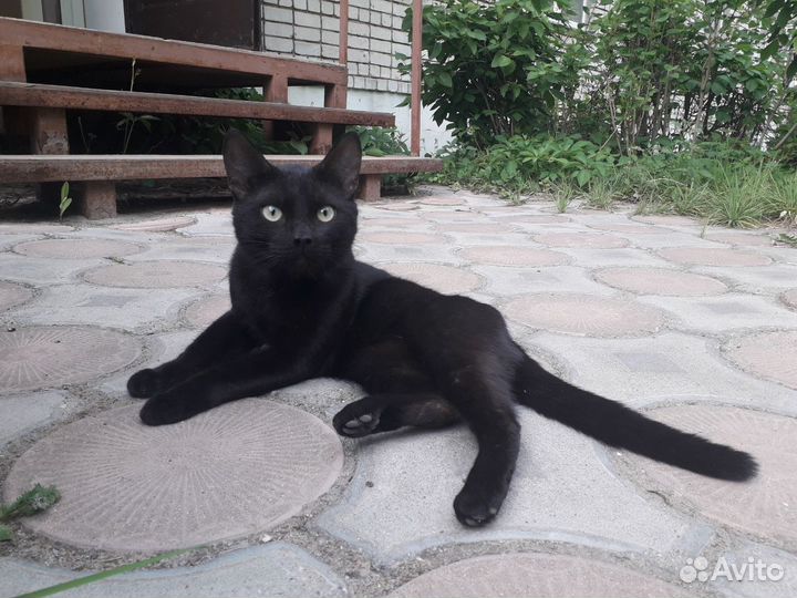 Кот в поиске дома