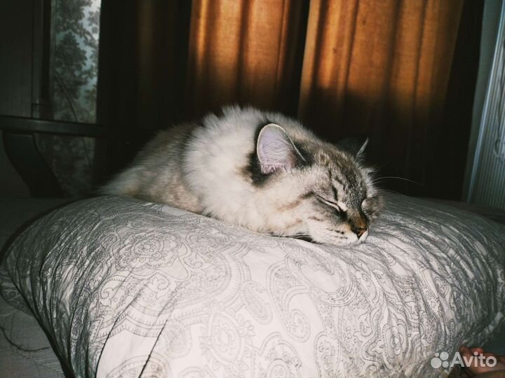 Передержка кошек и собак в домашних условиях