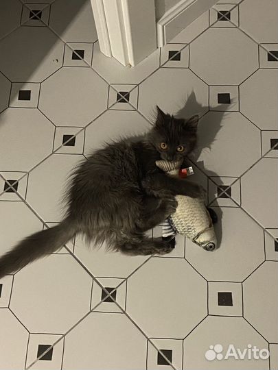 Передержка кошек/котов