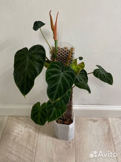 Филодендрон веррукозум