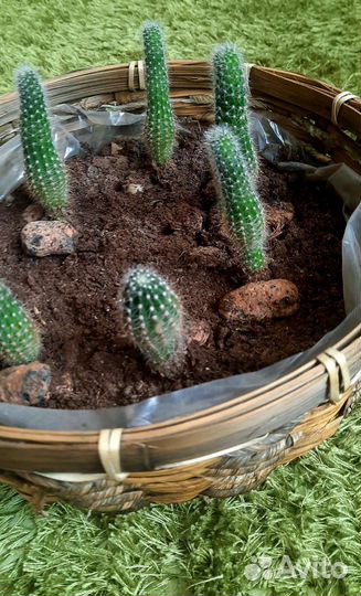 Кактусы и суккуленты