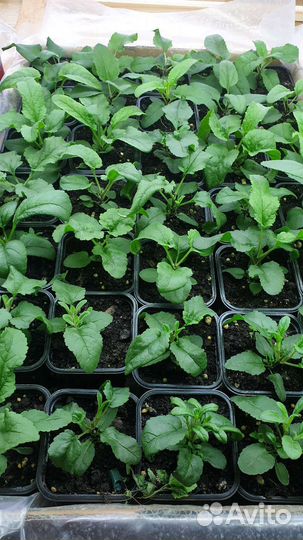 Вероника колосковая низкорослая