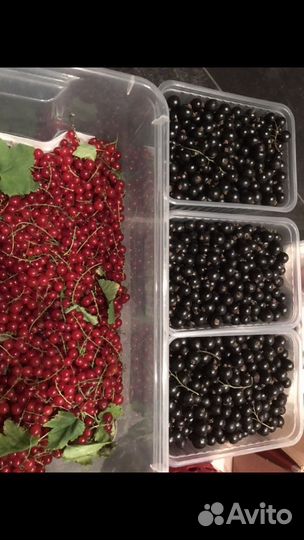 Саженцы черной смородины