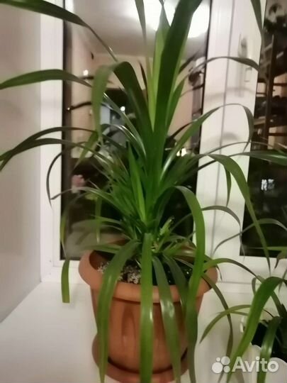 Комнатные цветы