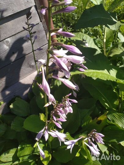 Для тенистого сада: папоротники, хосты, гейхеры