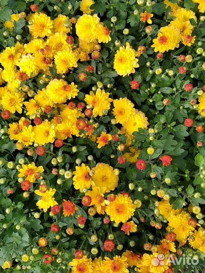 Хризантема мультифлора