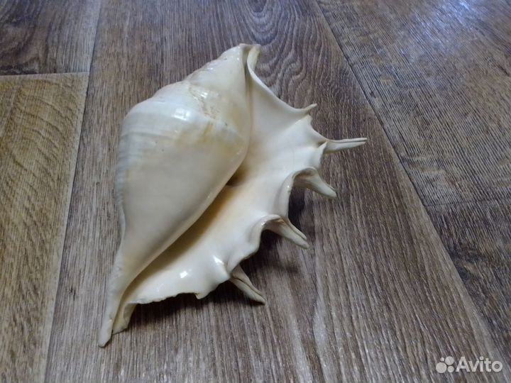 Раковина морская,ракушка