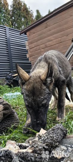 Волкособы щенки