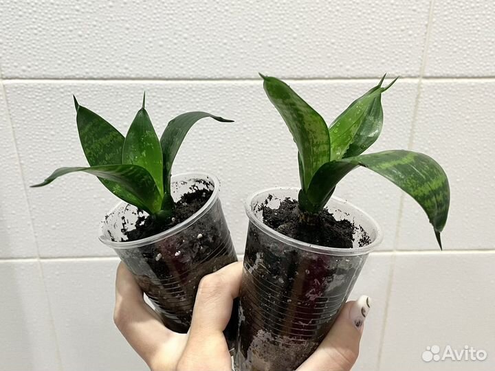 Сансевиерия Ханни