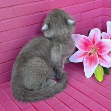 Американский кёрл короткошёрстный котёнок