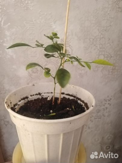 Муррайя метельчатая