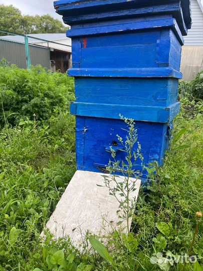 Ульи с пчëлами