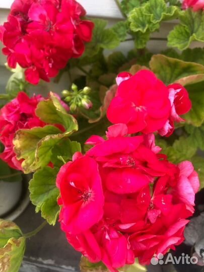 Герань пеларгония