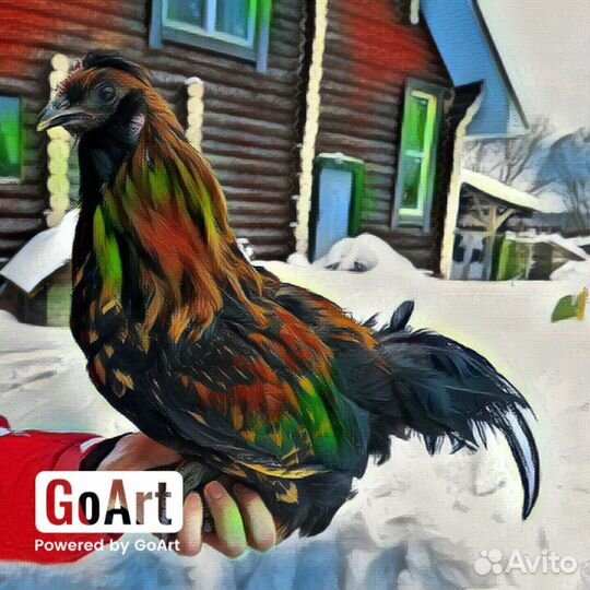 Живые петухи