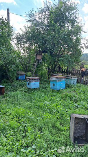 Продается пасека