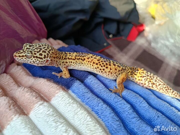 Геккон эублефар