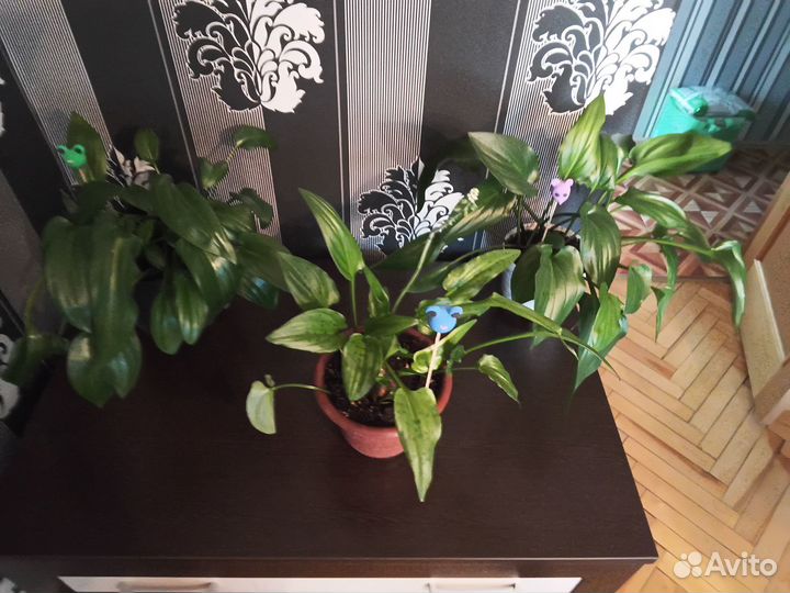 Дримиопсис пятнистый. каланхоэ декорашка