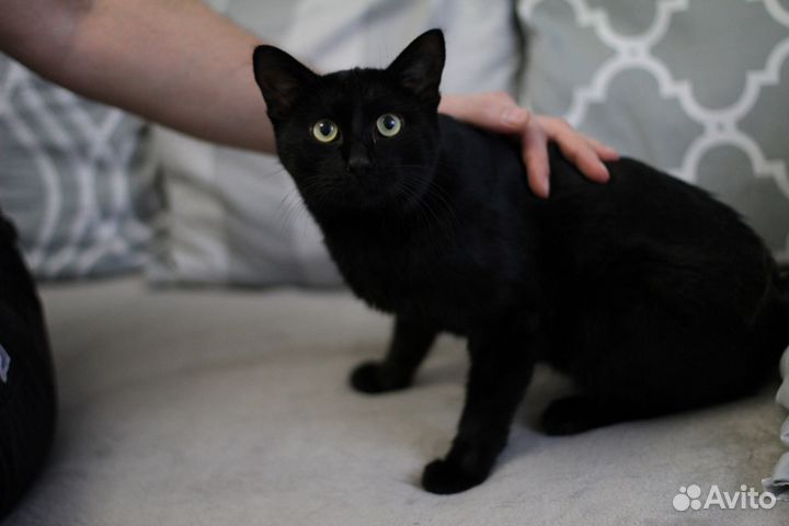 Молодой крупный кот Космос
