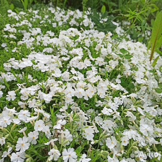 Флокс шиловидный