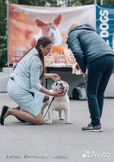 Английский бульдог вязка
