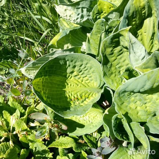 Хоста Color Glory (Калор Глори)