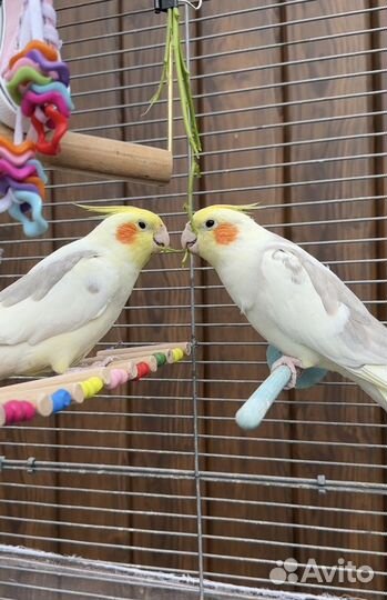 Попугаи корелла с клеткой