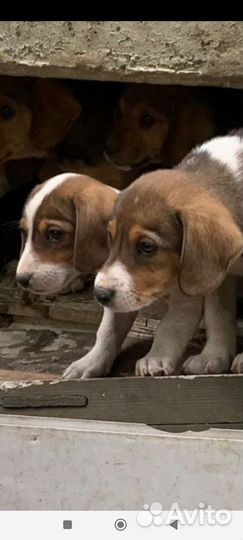 Щенки