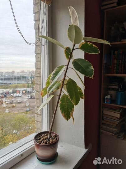 Фикус эластика тинеке