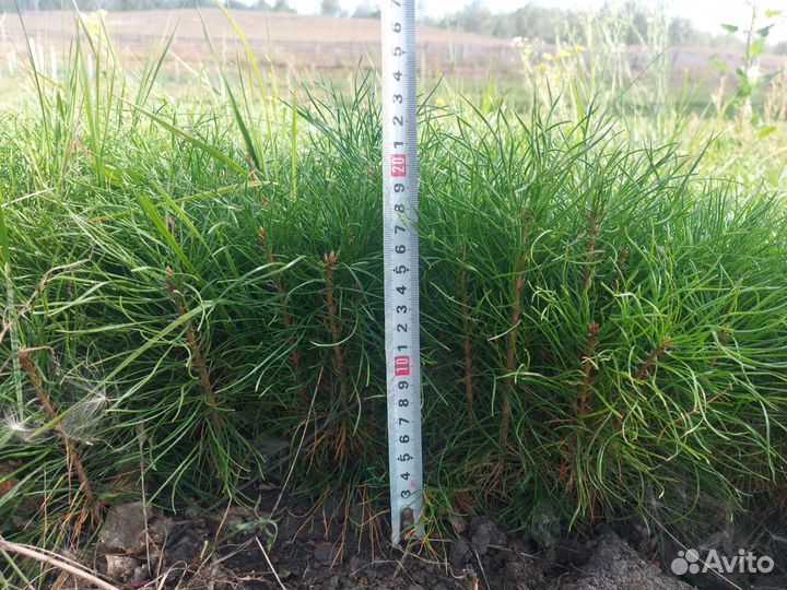 Сеянцы сосны зкс окс