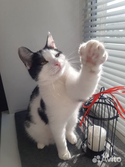 Кошки в добрые руки