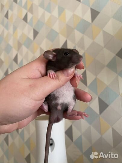 Крысята Дамбо