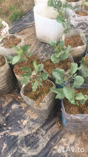 Саженцы,морозостойкие фисташки