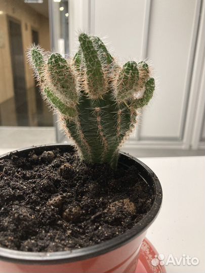 Кактус с детками