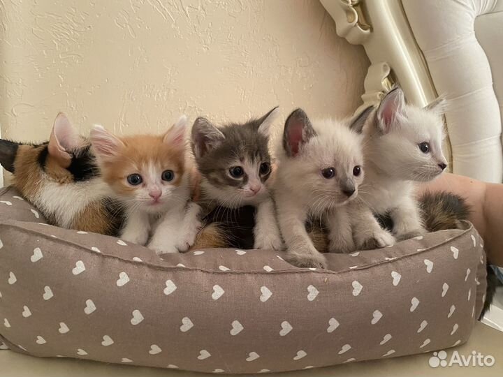 Котята в добрые руки