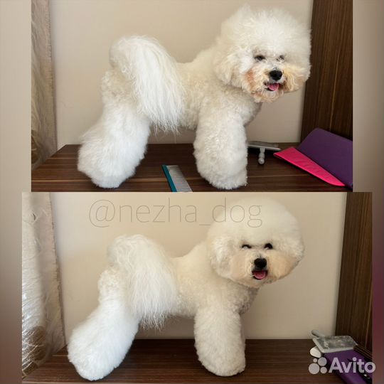 Груминг собак