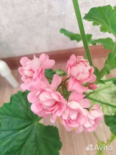 Комнатные цветы